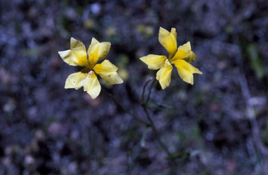 APII jpeg image of Goodenia pinnatifida  © contact APII