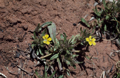 APII jpeg image of Goodenia sepalosa var. sepalosa  © contact APII