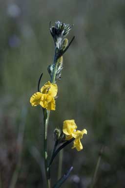 APII jpeg image of Goodenia stelligera  © contact APII