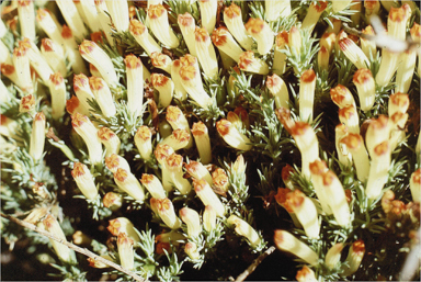 APII jpeg image of Lechenaultia tubiflora  © contact APII