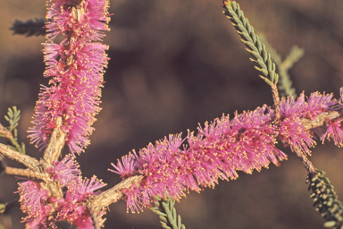 APII jpeg image of Lechenaultia formosa  © contact APII