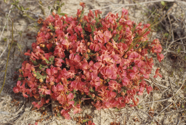 APII jpeg image of Lechenaultia formosa  © contact APII