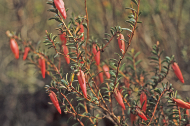 APII jpeg image of Darwinia hypericifolia  © contact APII