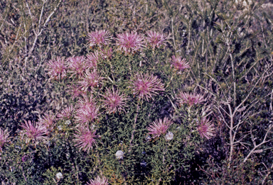 APII jpeg image of Isopogon formosus  © contact APII