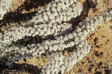 APII jpeg image of Conospermum acerosum  © contact APII