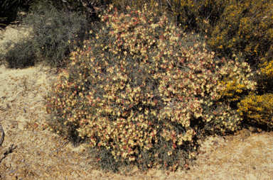 APII jpeg image of Lechenaultia linarioides  © contact APII