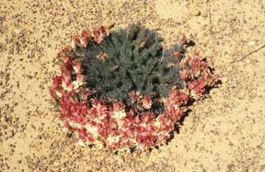 APII jpeg image of Lechenaultia macrantha  © contact APII