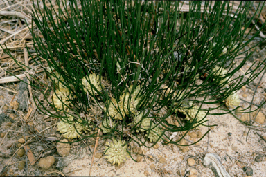 APII jpeg image of Petrophile longifolia  © contact APII