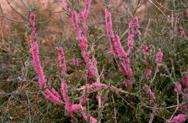 APII jpeg image of Melaleuca suberosa  © contact APII