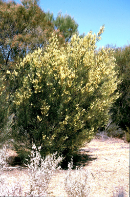 APII jpeg image of Grevillea integrifolia subsp. biformis  © contact APII