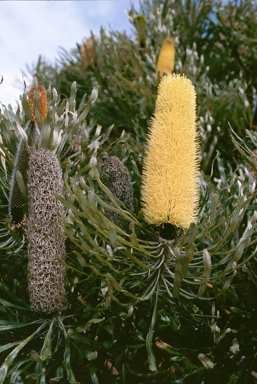 APII jpeg image of Banksia attenuata  © contact APII