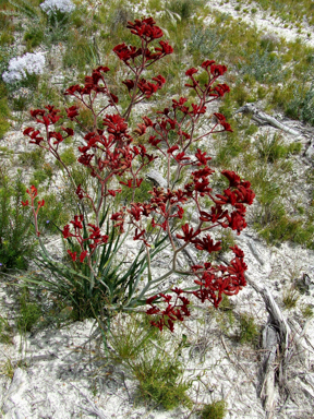 APII jpeg image of Anigozanthos rufus  © contact APII