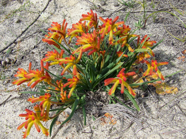 APII jpeg image of Anigozanthos humilis  © contact APII