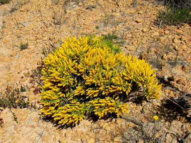 APII jpeg image of Synaphea spinulosa  © contact APII