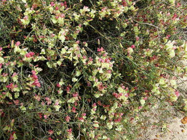 APII jpeg image of Lechenaultia linarioides  © contact APII