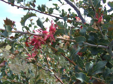 APII jpeg image of Grevillea insignis subsp. insignis  © contact APII