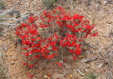 APII jpeg image of Lechenaultia formosa  © contact APII