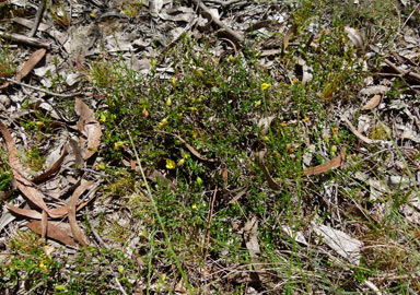 APII jpeg image of Hibbertia pedunculata  © contact APII