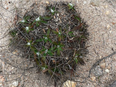 APII jpeg image of Plantago lanceolata  © contact APII