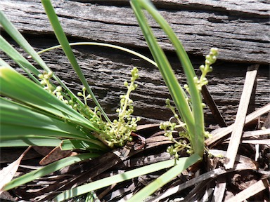 APII jpeg image of Lomandra filiformis subsp. coriacea  © contact APII