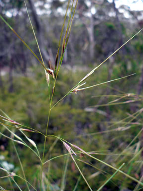 APII jpeg image of Austrostipa rudis subsp. rudis  © contact APII