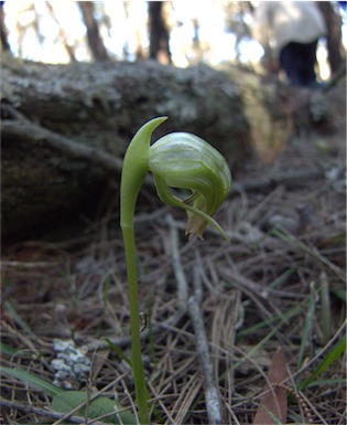 APII jpeg image of Pterostylis nutans  © contact APII