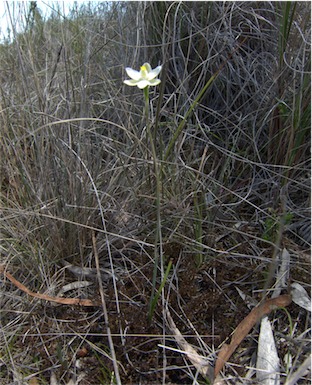 APII jpeg image of Thelymitra carnea  © contact APII