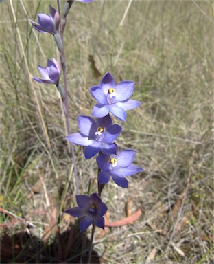 APII jpeg image of Thelymitra brevifolia  © contact APII