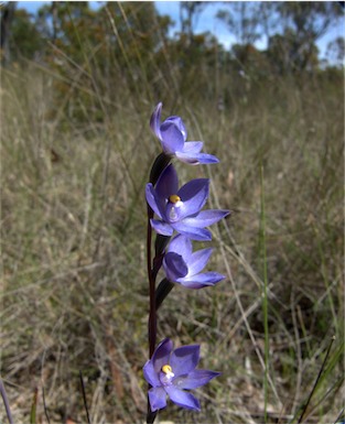 APII jpeg image of Thelymitra brevifolia  © contact APII