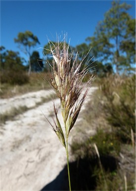 APII jpeg image of Rytidosperma setaceum  © contact APII