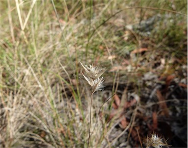 APII jpeg image of Rytidosperma monticola  © contact APII