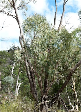 APII jpeg image of Eucalyptus bridgesiana  © contact APII