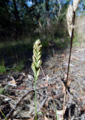 APII jpeg image of Dactylis glomerata  © contact APII