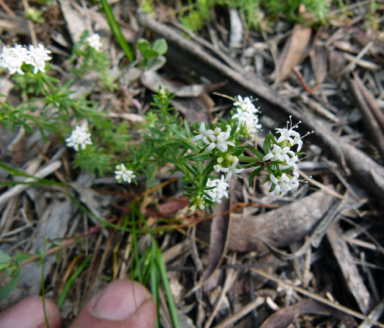 APII jpeg image of Asperula conferta  © contact APII