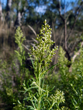 APII jpeg image of Cassinia quinquefaria  © contact APII