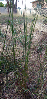 APII jpeg image of Setaria parviflora  © contact APII