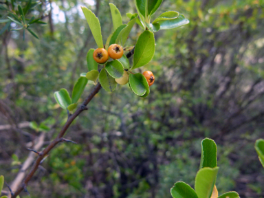 APII jpeg image of Pyracantha rogersiana  © contact APII