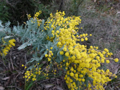 APII jpeg image of Acacia baileyana  © contact APII