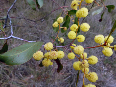 APII jpeg image of Acacia pycnantha  © contact APII