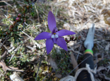 APII jpeg image of Glossodia major  © contact APII