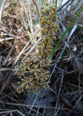 APII jpeg image of Lomandra multiflora subsp. multiflora  © contact APII