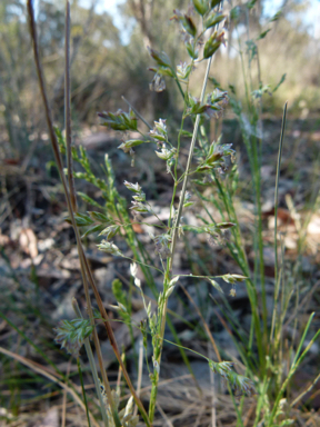 APII jpeg image of Poa pratensis  © contact APII