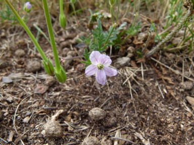 APII jpeg image of Erodium botrys  © contact APII