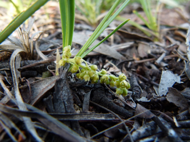 APII jpeg image of Lomandra filiformis subsp. coriacea  © contact APII