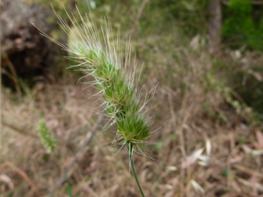 APII jpeg image of Cynosurus echinatus  © contact APII