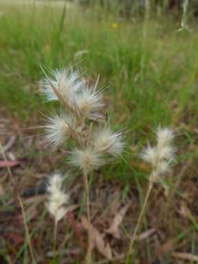 APII jpeg image of Rytidosperma laeve  © contact APII