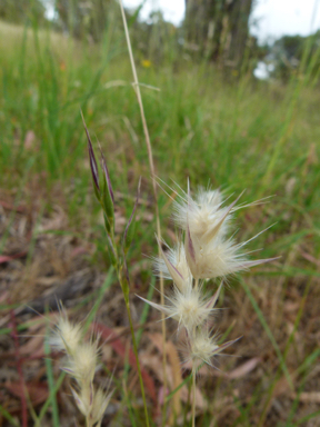 APII jpeg image of Rytidosperma laeve  © contact APII