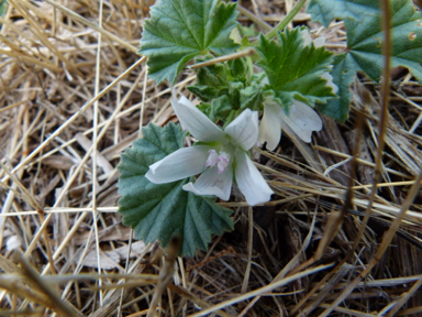 APII jpeg image of Malva parviflora  © contact APII