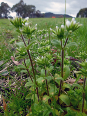 APII jpeg image of Cerastium glomeratum  © contact APII