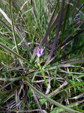 APII jpeg image of Romulea rosea var. australis  © contact APII